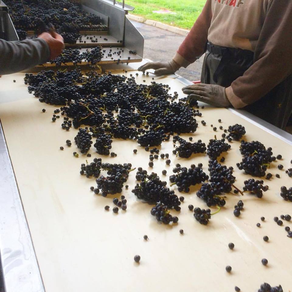 Sorting the last of the Pinot noir grapes in Sancerre
