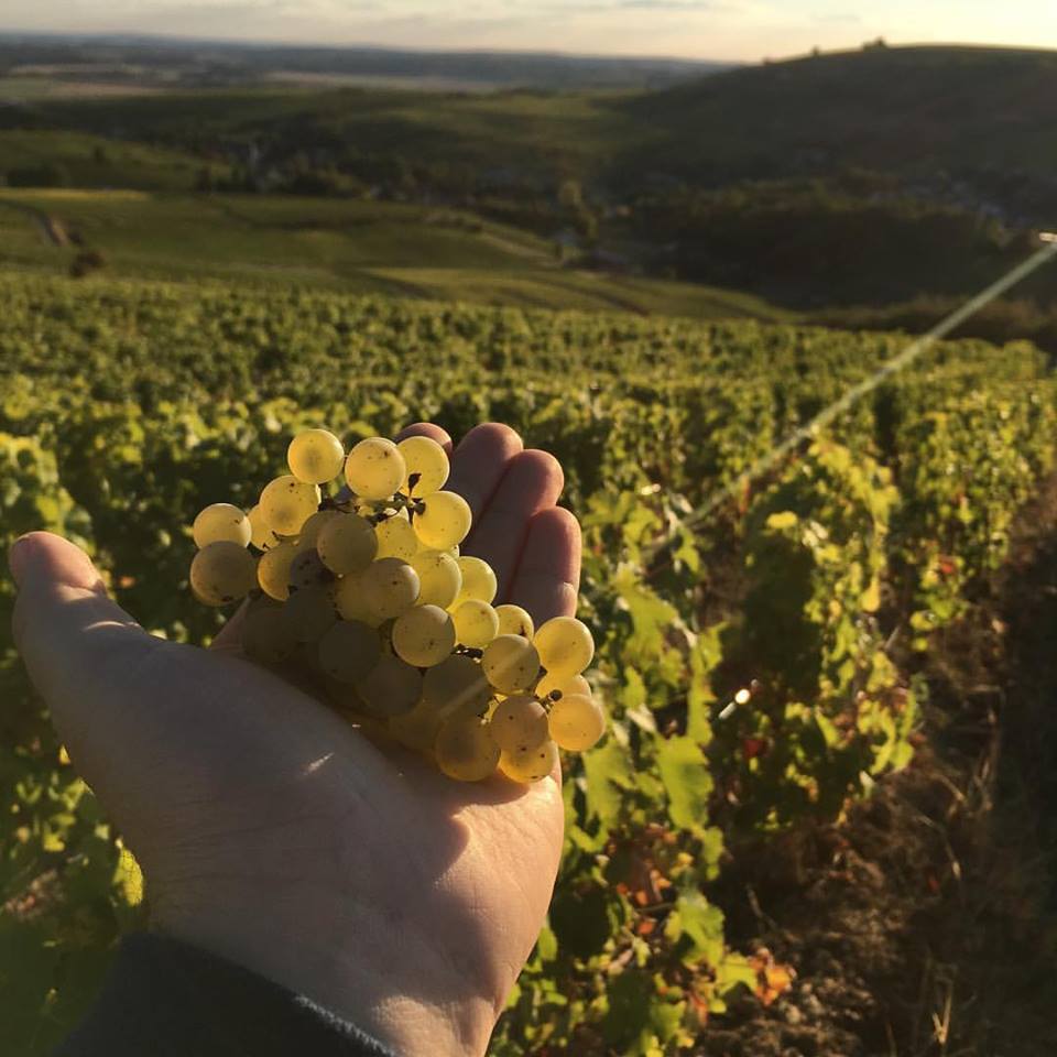 The 2016 grape harvest