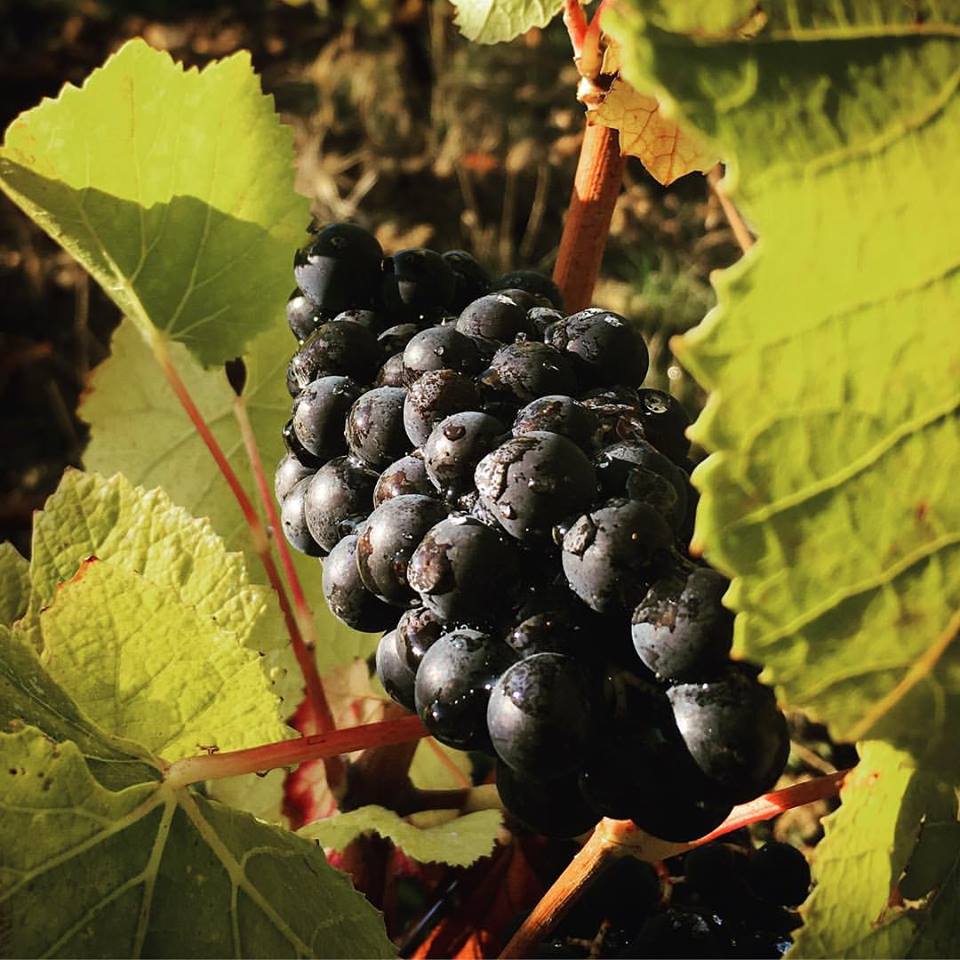 Pinot noir waits for the harvest...