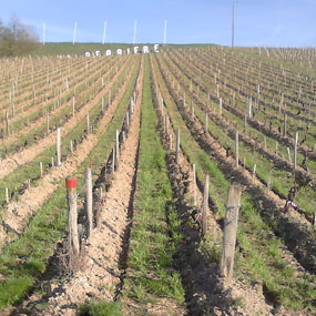 Hilling up the vines in La Perrière vineyards