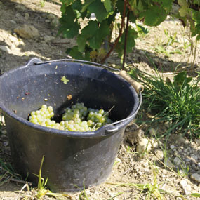 The manual harvests on our single plot of "Bellechaume", Domaine de Terres Blanches, is coming to an end.