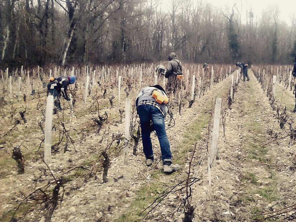 The pruning experience at La Perrière