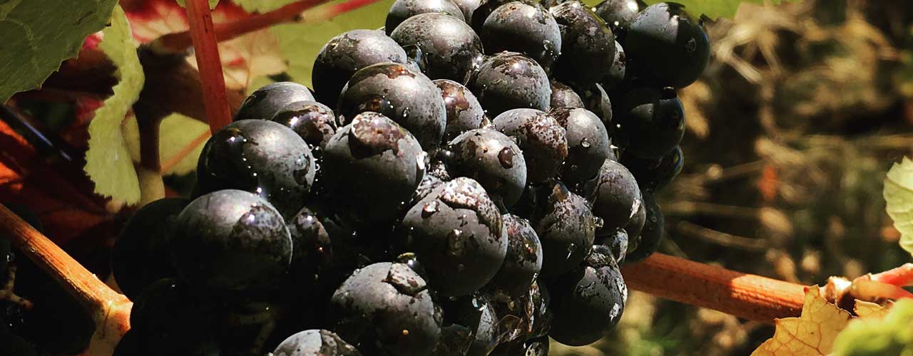 Pinot noir at bué en sancerre