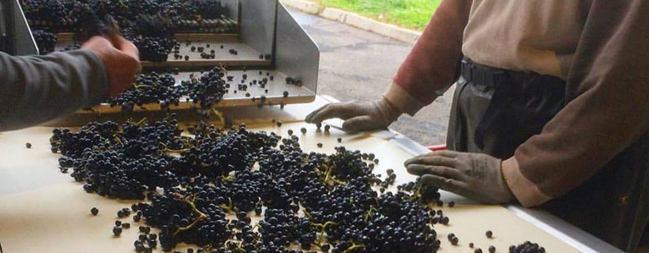 Sorting table for pinot noir 2016