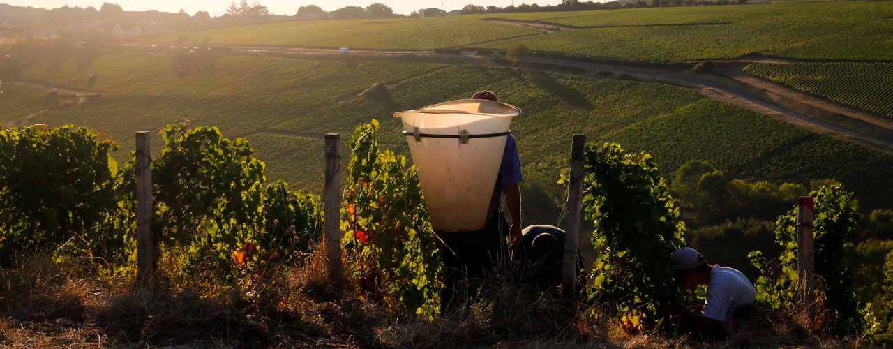 harvest 2018 saget la perriere