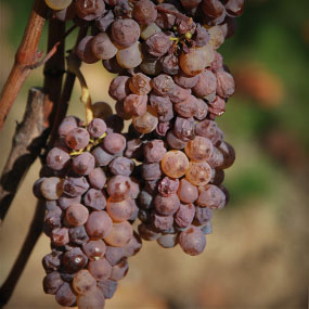 Botrytis Cinerea ile ilgili gÃ¶rsel sonucu